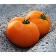 Afbeeldingsresultaat voor amana orange beefsteak tomato