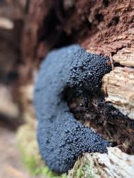 Attēlu rezultāti vaicājumam “Lindbladia tubulina spores”