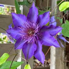 Attēlu rezultāti vaicājumam “Clematis”