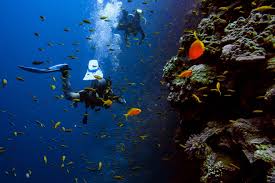 Image result for Richmond Sub-Aqua Club