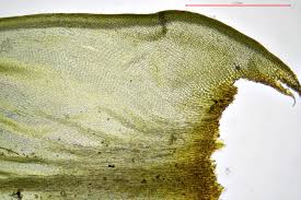 Attēlu rezultāti vaicājumam “Antitrichia curtipendula”