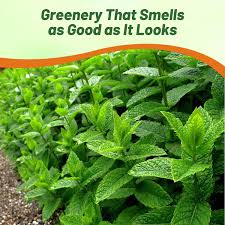 Image result for Mentha piperita
