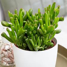 Image result for Crassula hobbit