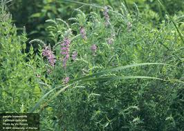 Image result for Lythrum salicaria