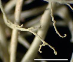 Attēlu rezultāti vaicājumam “Ramalina thrausta”