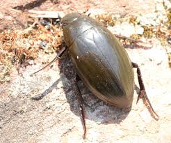 Attēlu rezultāti vaicājumam “Dytiscus sp.”