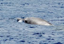 Image result for Mesoplodon bidens