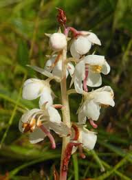 Attēlu rezultāti vaicājumam “Pyrola rotundifolia fruit”