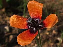 Attēlu rezultāti vaicājumam “Papaver argemone leaf”