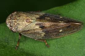 Attēlu rezultāti vaicājumam “Aphrophoridae imago”