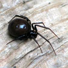 Attēlu rezultāti vaicājumam “Steatoda grossa female”