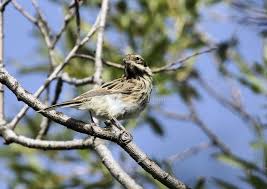 Image result for Emberiza rustica