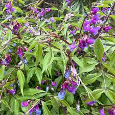 Attēlu rezultāti vaicājumam “Lathyrus vernus”