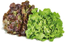 Image result for Kopfsalat