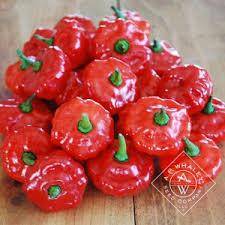 Afbeeldingsresultaat voor aconcagua sweet pepper