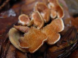 Attēlu rezultāti vaicājumam “Steccherinum bourdotii”