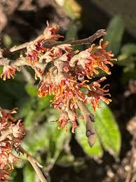 Attēlu rezultāti vaicājumam “Hamamelis vernalis flower”