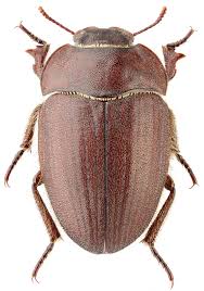 Attēlu rezultāti vaicājumam “Rhynchaenus lonicerae”