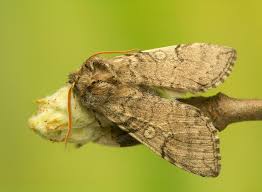 Attēlu rezultāti vaicājumam “Achlya flavicornis”