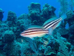 Image result for Scarus taeniopterus