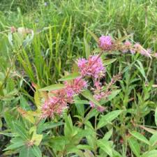 Attēlu rezultāti vaicājumam “Stuckenia pectinata leaf”