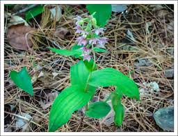Attēlu rezultāti vaicājumam “Epipactis helleborine flower”
