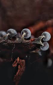 Attēlu rezultāti vaicājumam “Physarum luteolum young”