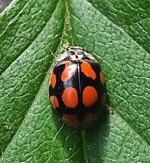 Attēlu rezultāti vaicājumam “Adalia decempunctata”