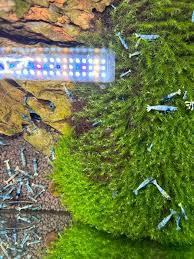 Attēlu rezultāti vaicājumam “Fissidens arnoldii macro”