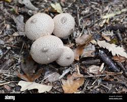 Attēlu rezultāti vaicājumam “Lycoperdon perlatum”