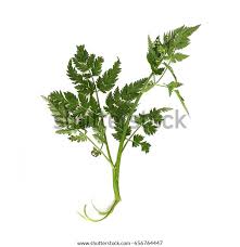 Attēlu rezultāti vaicājumam “Oenanthe aquatica leaf”