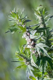 Attēlu rezultāti vaicājumam “Leonurus quinquelobatus flower”