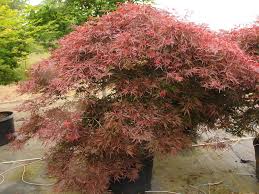 Attēlu rezultāti vaicājumam “Diderma radiatum”