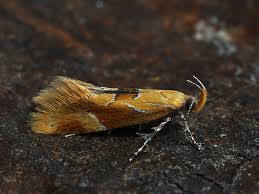 Attēlu rezultāti vaicājumam “Epicallima formosella”