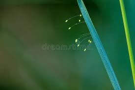 Attēlu rezultāti vaicājumam “Chrysopa eggs”