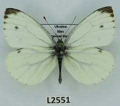 Attēlu rezultāti vaicājumam “Pieris napi male”