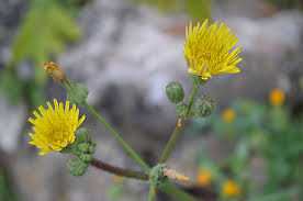 Attēlu rezultāti vaicājumam “Sonchus asper”