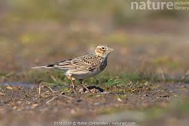 Image result for Alauda arvensis