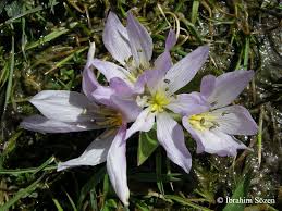 Attēlu rezultāti vaicājumam “Colchicum szovitsii subsp. szovitsii”