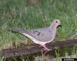 Image result for Zenaida macroura