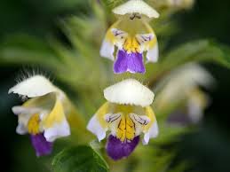 Attēlu rezultāti vaicājumam “Galeopsis speciosa”