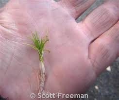 Attēlu rezultāti vaicājumam “Subularia aquatica leaf”