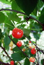 Attēlu rezultāti vaicājumam “Cerasus fruit”