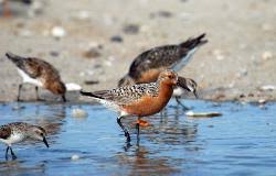 Attēlu rezultāti vaicājumam “Calidris canutus adult”