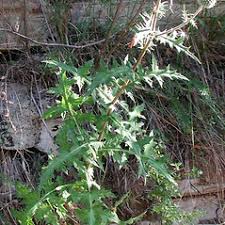 Image result for Echinops spaerocephalus