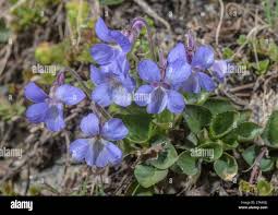 Attēlu rezultāti vaicājumam “Viola rupestris flower”