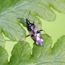 Attēlu rezultāti vaicājumam “Anthocoris nemorum”