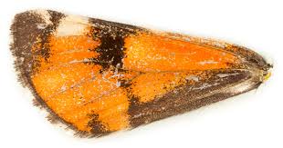 Attēlu rezultāti vaicājumam “Archiearis parthenias”