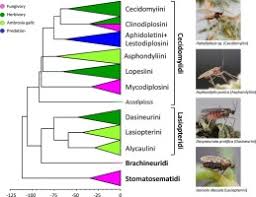 Attēlu rezultāti vaicājumam “Rabdophaga heterobia”