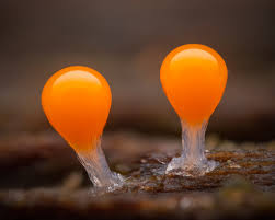 Attēlu rezultāti vaicājumam “Hemitrichia decipiens stalked”